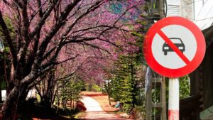 Meghalaya to enforce pedestrian-only movement during Cherry Blossom Festival